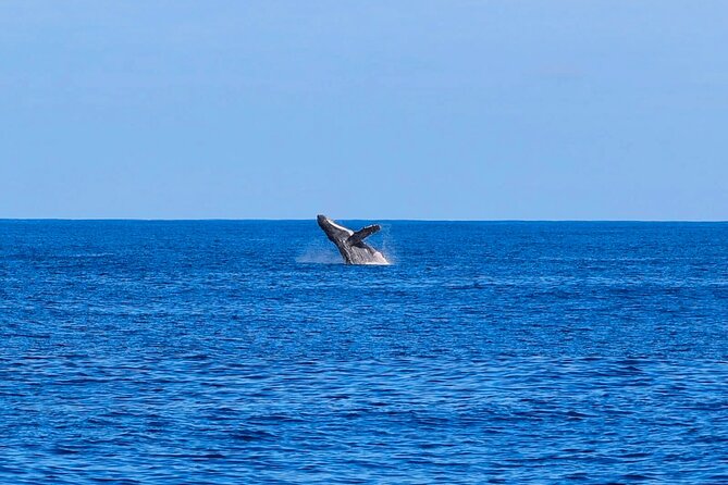 Swim With Dolphins & Turtles in West Oahu (Semi-Private Tours) - What you might see: dolphins, turtles, and more