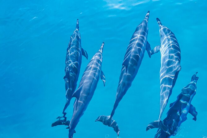 Swim With Dolphins & Turtles in West Oahu (Semi-Private Tours) - Weather, timing, and the one scheduling curveball