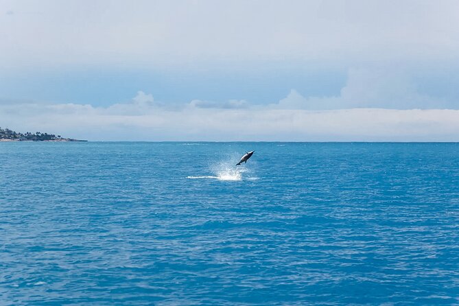 Swim With Dolphins & Turtles in West Oahu (Semi-Private Tours) - Who should book this semi-private dolphin and turtle swim