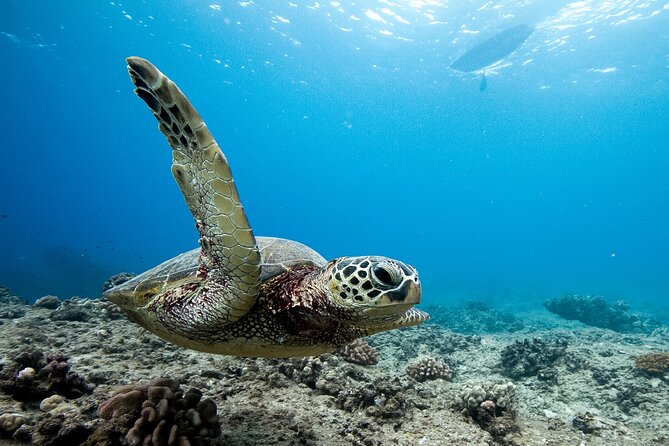 Swim With Dolphins & Turtles in West Oahu (Semi-Private Tours) - The 3-hour plan, from meet-up to return
