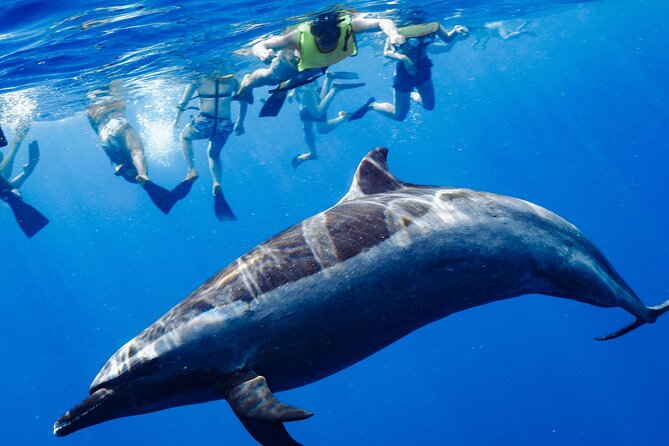 Swimming with Wild Dolphins Speedboat Adventure on Oahu - Key points to know before you go