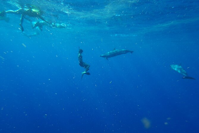 Swimming with Wild Dolphins Speedboat Adventure on Oahu - Stop 1 in Waianae: your dolphin time on the Dolphin Warrior