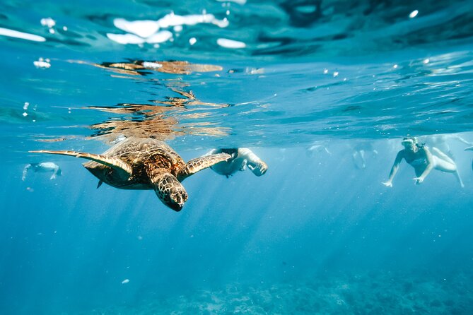 Swimming with Wild Dolphins Speedboat Adventure on Oahu - Stop 3 on Oahu’s West Side: turtles on the reef and whale season in the background