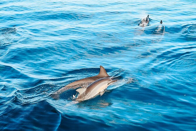 Swimming with Wild Dolphins Speedboat Adventure on Oahu - Who should book this dolphin swim speedboat, and who should watch instead