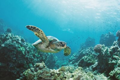 Turtle Canyon Snorkel Adventure in Waikiki, Oahu - The 2-Hour Boat Ride Plan: Diamond Head and Waikiki in One Outing