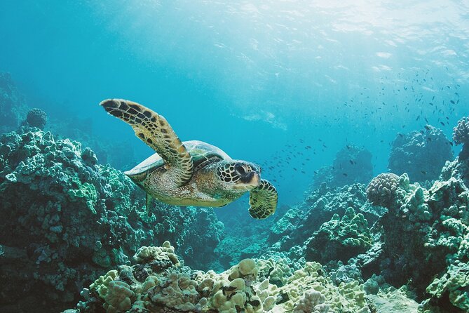 Turtle Canyon Snorkel Adventure in Waikiki, Oahu - The 2-Hour Boat Ride Plan: Diamond Head and Waikiki in One Outing