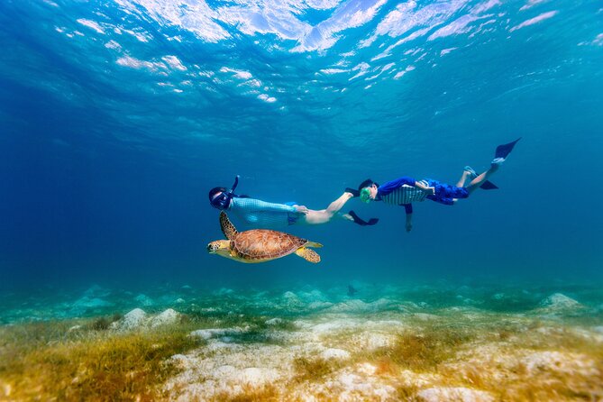 Turtle Canyon Snorkel Adventure - Small Group 6 Passengers - Turtle Canyon underwater: what to look for besides the sea turtles