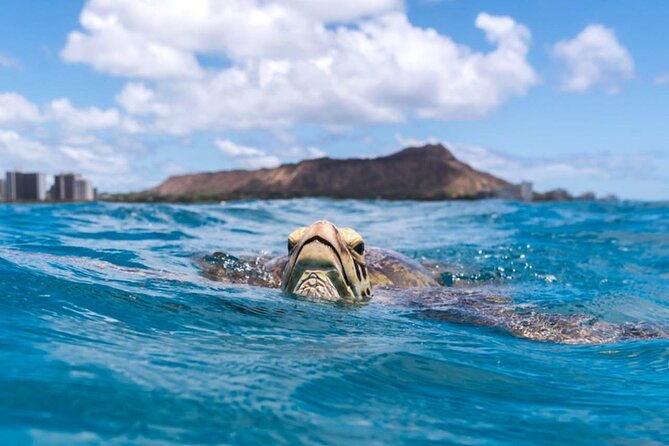 Turtle Canyon Snorkel Adventure - Small Group 6 Passengers - Gear and coaching for first-timers: comfort you can actually feel