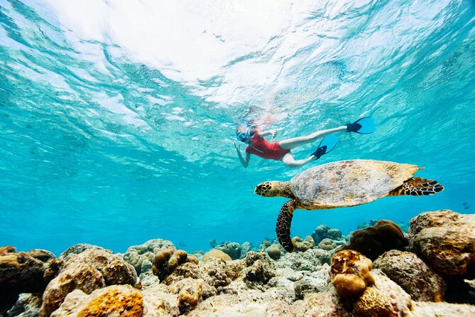Turtle Canyon Snorkel Adventure - Small Group 6 Passengers - The timing on the water: cruise time plus an in-water session