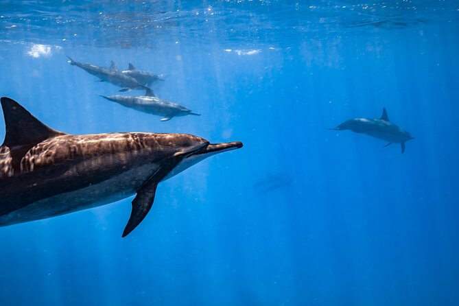 Turtle Canyon Snorkel: Semi Private Boat Tour - Turtle Canyon snorkel: how to actually spot turtles