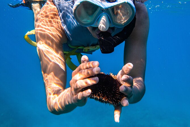 Turtle Canyon Snorkel: Semi Private Boat Tour - Gear and safety: what’s included and how it helps