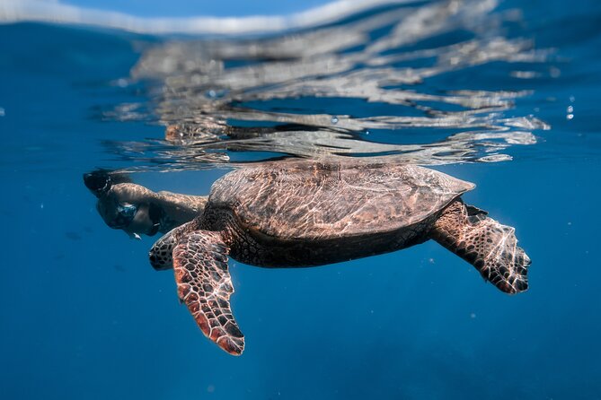 Turtle Canyon Snorkel: Semi Private Boat Tour - Price and value: is $109 a good deal?