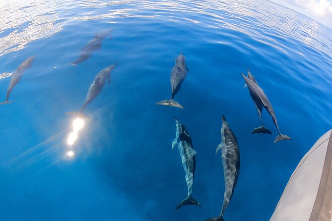 Turtle Canyon Snorkel: Semi Private Boat Tour - Waikiki warm-up stop: underwater viewing with a familiar backdrop