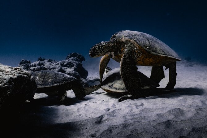 Turtle Canyon Snorkel Tour - Semi-private: 6 passenger max - Safety, equipment, and the crew you want nearby