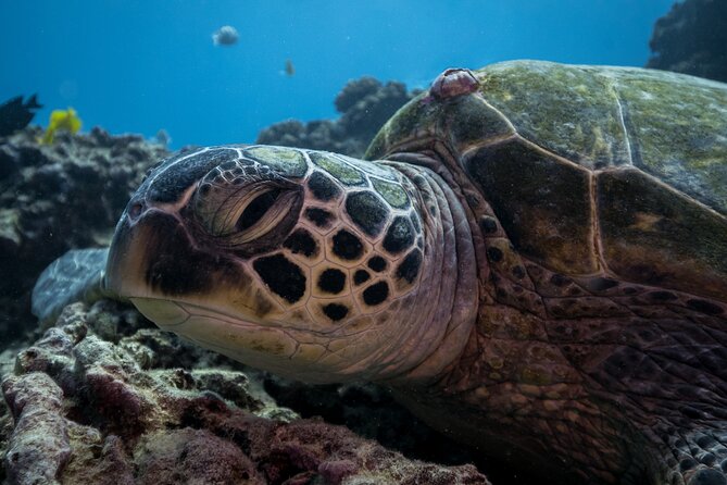 Turtle Canyon Waikiki Snorkel Adventure - Turtle Canyon and South Shore Reefs: What You’re Really Paying For