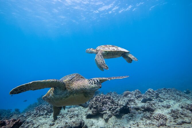 Turtle Canyon Waikiki Snorkel Adventure - Turtle Canyon Snorkeling: What to Expect in the Water