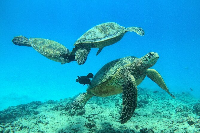 Turtle Canyon Waikiki Snorkel Adventure - Boat Comfort, Snacks, and the Not-So-Secret Value of Being Fed