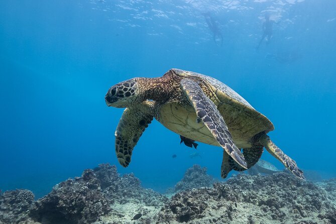 Turtle Canyon Waikiki Snorkel Adventure - Group Size and the Crowding Question (Be Honest With Yourself)