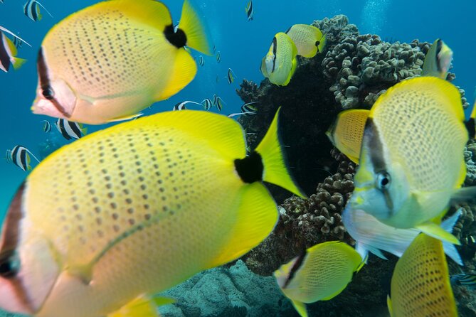 Turtle Canyon Waikiki Snorkel Adventure - Gear and Wetsuits: Included Means You Can Stop Overthinking