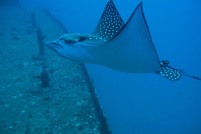 Waikiki 2 Tank World Class Wreck SCUBA Diving - Certified Only - Stop 1: Honolulu Check-In at 424 Nāhua St
