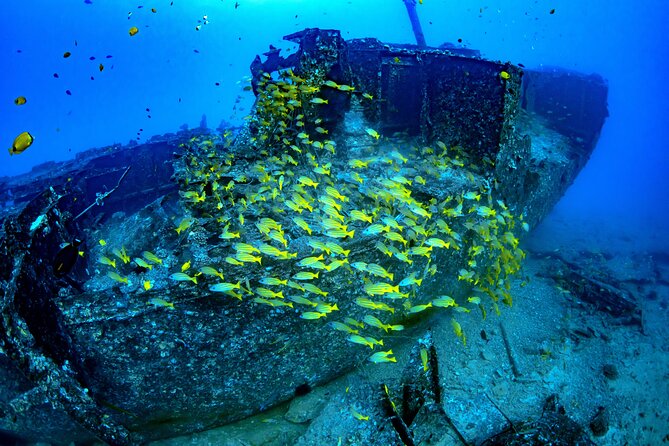 Waikiki: Atlantis Submarine Adventure - Group Size and Premium Space: How It Affects Your Views