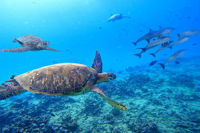 Waikiki Catamaran Escape: Snorkel with Turtles & Water Sports Fun - Wildlife Odds: Turtles First, Then Dolphins or Whales in Season
