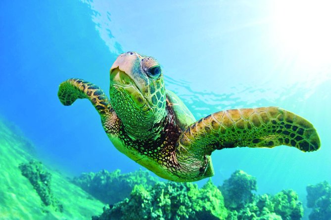 Waikiki Catamaran Snorkel Sail with Lunch: Turtles Guaranteed - The Honu Lani catamaran ride: views, music, and whale odds