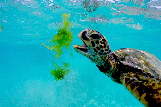 Waikiki Catamaran Snorkel Sail with Lunch: Turtles Guaranteed - The crew style that makes or breaks tours