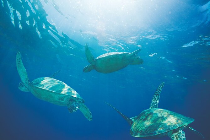 Waikiki Catamaran Snorkel Sail with Lunch: Turtles Guaranteed - Timing, sea conditions, and motion sickness odds