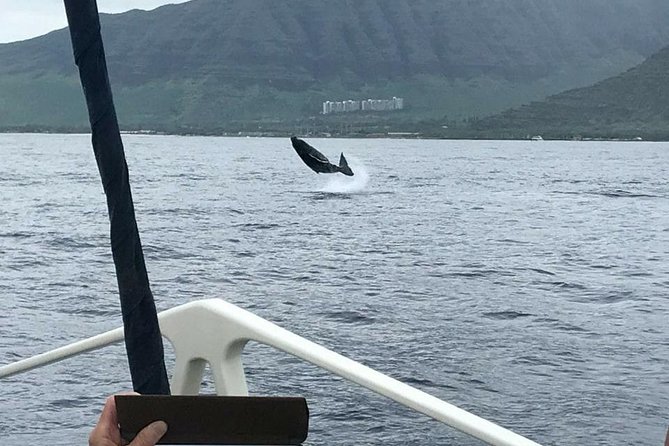 Waikiki Deluxe Catamaran Whale Watch - Two Hours Off Waikiki: What This Catamaran Cruise Feels Like