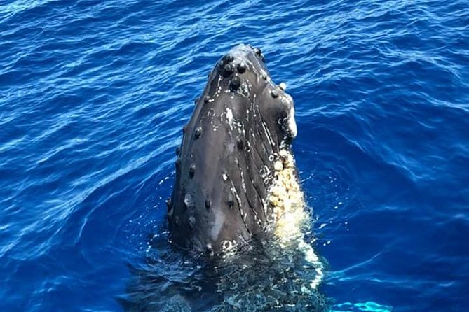 Waikiki Deluxe Catamaran Whale Watch - Stop 1: Kewalo Basin—Boarding, Layout, and First Scans