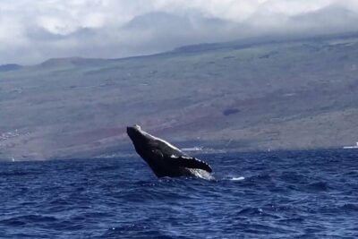 Waikiki Deluxe Catamaran Whale Watch - Meeting at Kewalo Basin: How the Day Starts
