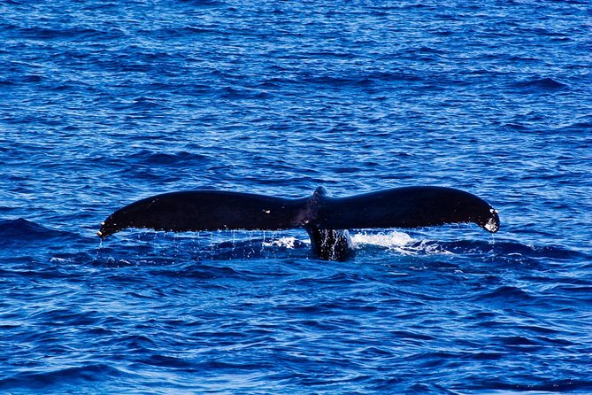 Waikiki Deluxe Catamaran Whale Watch - What the Crew Teaches You: Humpback Migration, Not Guesswork