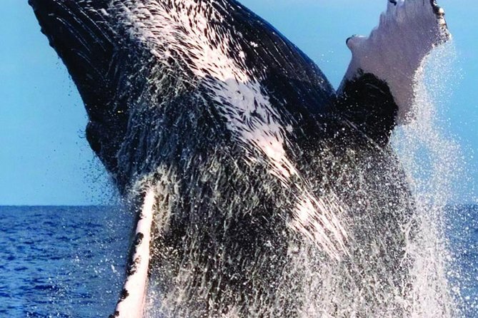 Waikiki Deluxe Catamaran Whale Watch - Captain and Crew Energy: Why the Right Host Matters