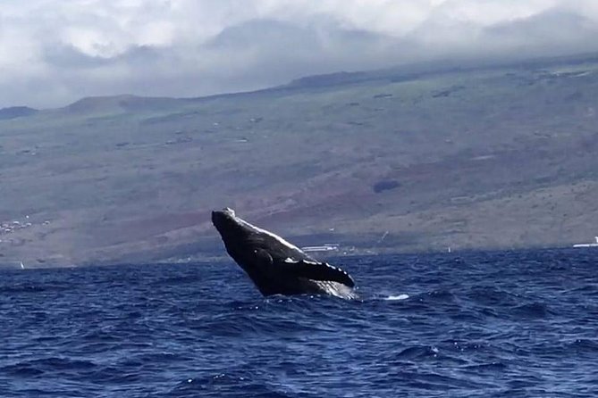 Waikiki Deluxe Catamaran Whale Watch - Meeting at Kewalo Basin: How the Day Starts