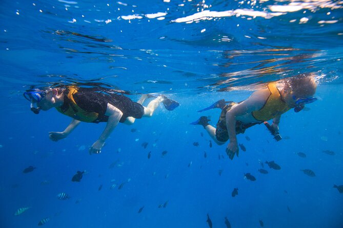 Waikiki, Hawaii: Deluxe Snorkel and Wildlife Cruise - Snorkeling Off Waikiki: Gear, Life Jackets, and Real Reef Time