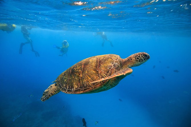 Waikiki, Hawaii: Turtle Canyon Snorkel Excursion - Key highlights to know before you go