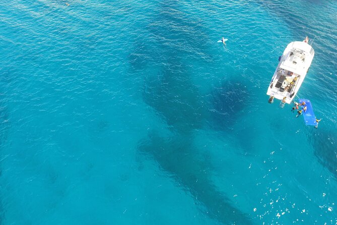 Waikiki, Hawaii: Turtle Canyon Snorkel Excursion - What you should expect to see (and why conditions matter)
