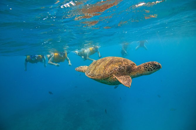 Waikiki, Hawaii: Turtle Canyon Snorkel Excursion - Price and value: is $79.21 worth it?