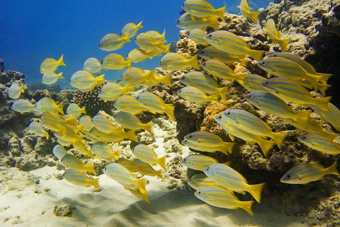 Waikiki, Hawaii: Turtle Canyon Snorkel Excursion - Sea sickness and choppy-water reality checks