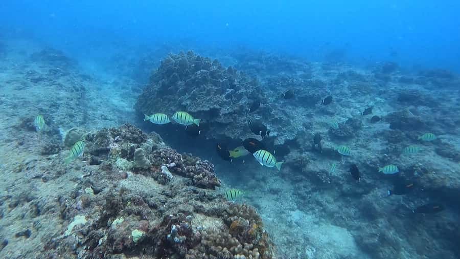 Waikiki: Honolulu Beginner Scuba Diving with Videos - Key things to know before you go