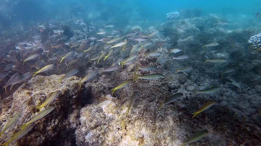 Waikiki: Honolulu Beginner Scuba Diving with Videos - Marine life guarantee: realistic expectations for fish sightings