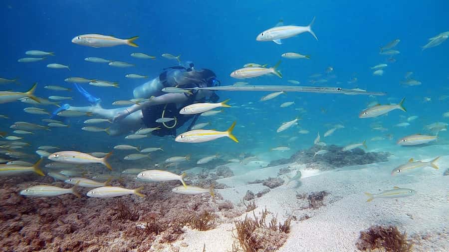 Waikiki: Honolulu Beginner Scuba Diving with Videos - The class style: brief, teach, then practice in shallow water