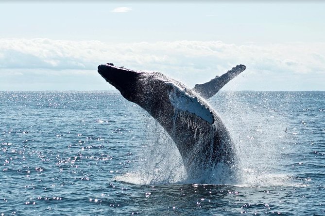Waikiki, Oahu 2-Hour Whale Watching: Guaranteed Sightings - Wildlife beyond whales: dolphins and green sea turtles