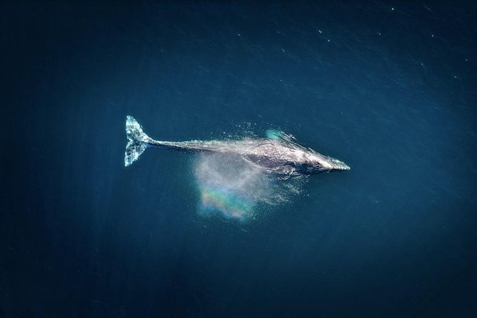 Waikiki, Oahu 2-Hour Whale Watching: Guaranteed Sightings - Who this tour fits best on Oahu