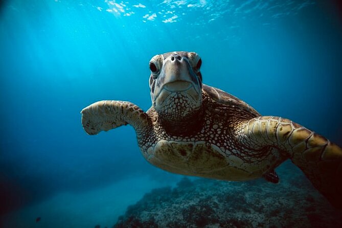 Waikiki small group turtle snorkeling & sailing - Why Early Morning Snorkeling in Waikiki Changes Everything