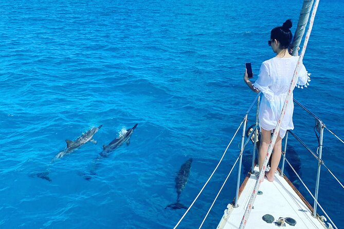 Waikiki small group turtle snorkeling & sailing - The Sail Out: A Chance for Spinner Dolphins