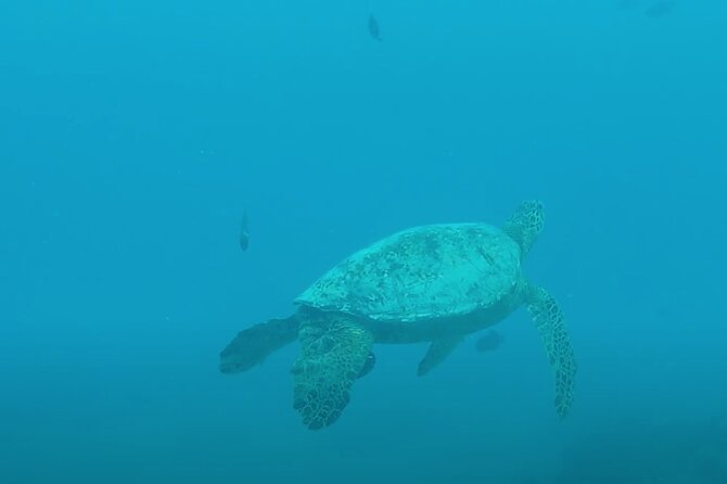 Waikiki Snorkel Tour - Gear and instruction: what’s provided and why it matters
