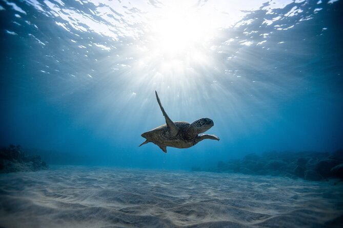 Waikiki: Turtle Canyon Snorkel - Why Turtle Canyon Snorkeling Works So Well Near Waikiki