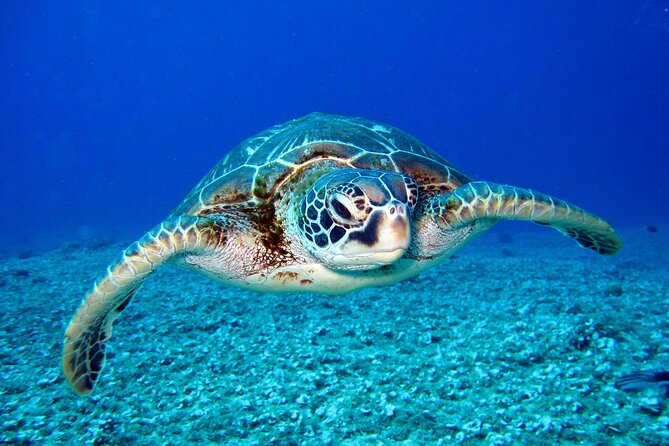 Waikiki: Turtle Canyon Snorkel - The Catamaran Ride: Calm Waikiki Views and Captain Facts